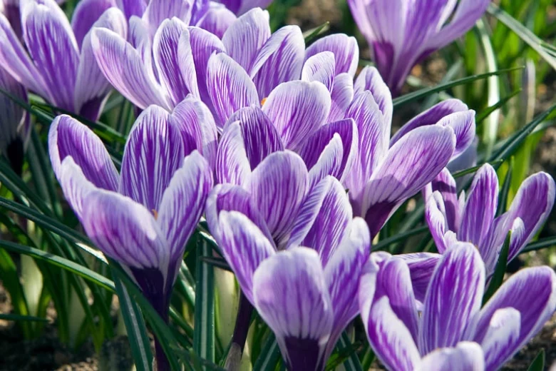 Crocus 'King of the Striped', Crocus vernus King of the Striped, Dutch crocus King of the Striped, Giant Dutch Crocus Pickwick, Spring Bulbs, Spring Flowers, early spring bulb