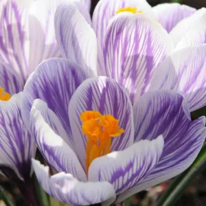 Crocus 'Pickwick', Crocus vernus Pickwick, Dutch crocus Pickwick, Giant Dutch Crocus Pickwick, Spring Bulbs, Spring Flowers, early spring bulb