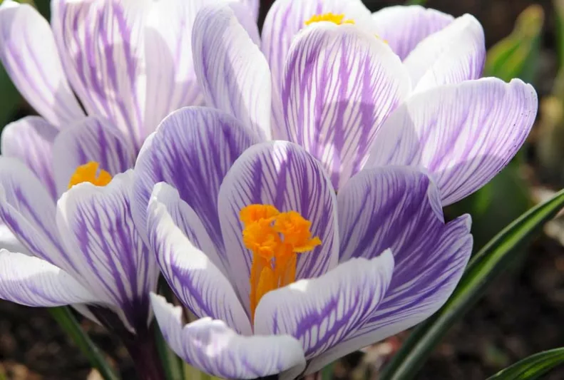 Crocus 'Pickwick', Crocus vernus Pickwick, Dutch crocus Pickwick, Giant Dutch Crocus Pickwick, Spring Bulbs, Spring Flowers, early spring bulb