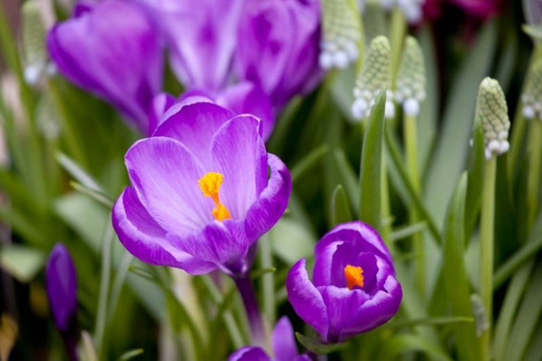 Crocus vernus Remembrance, Dutch Crocus 'Remembrance', Crocus 'Remembrance', Spring Bulbs, Spring Flowers ,Giant Dutch crocus, Dutch crocus, Early Spring bulbs, Violet bulb, Blue bulb, Early flowering bulb