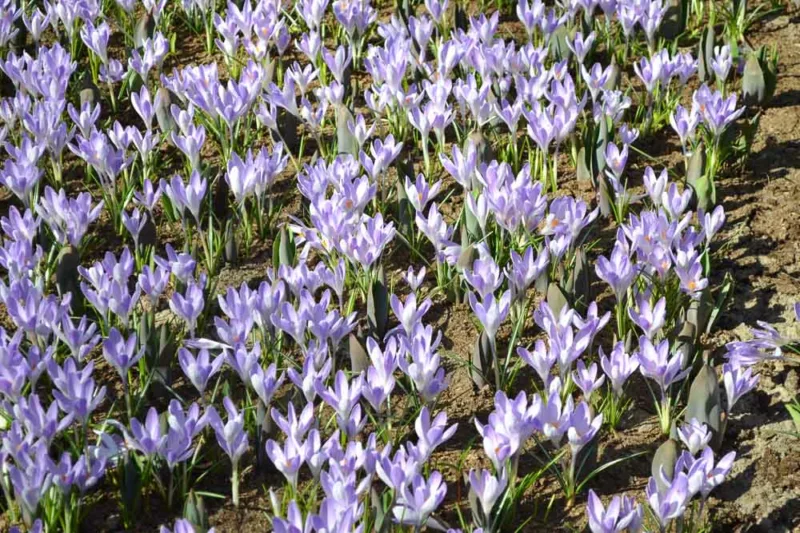 Crocus vernus Vanguard, Dutch Crocus 'Vanguard', Crocus 'Vanguard', Spring Bulbs, Spring Flowers ,Giant Dutch crocus, Dutch crocus, Early Spring bulbs, Violet bulb, Blue bulb, Early flowering bulb