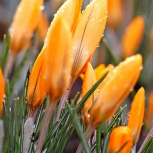 Crocus Flavus, Crocus Luteus, Crocus Flavus Golden Yellow,Crocus Luteus Golden Yellow, Crocus 'Golden Yellow', Crocus 'Yellow Mammoth', Crocus 'Dutch Yellow', Crocus 'Large Yellow', Spring Bulbs, Spring Flowers, Early spring bulb, yellow crocus