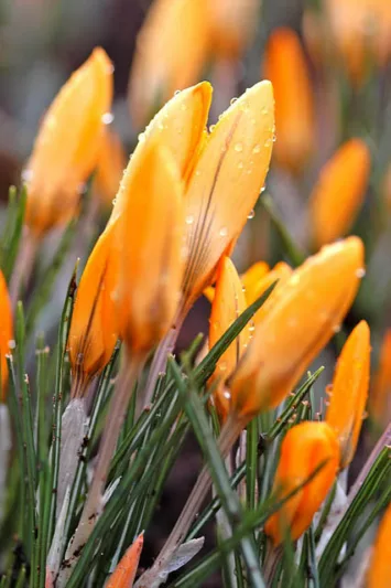 Crocus Flavus, Crocus Luteus, Crocus Flavus Golden Yellow,Crocus Luteus Golden Yellow, Crocus 'Golden Yellow', Crocus 'Yellow Mammoth', Crocus 'Dutch Yellow', Crocus 'Large Yellow', Spring Bulbs, Spring Flowers, Early spring bulb, yellow crocus