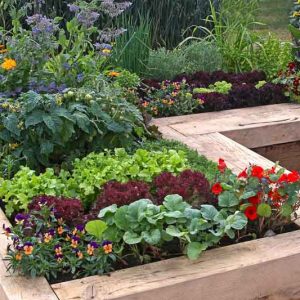 Crop Rotation, Pest Control, Companion Planting