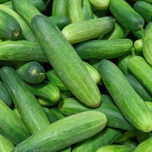 Cucumis sativus, Cucumber, Gherkin, Khira, Vining Cucumbers, Bush Cucumbers, Slicing Cucumbers, Pickling Cucumbers, Cornichons, Burpless Cucumbers