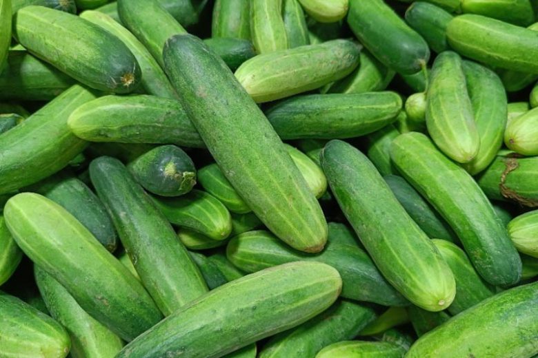 Cucumis sativus, Cucumber, Gherkin, Khira, Vining Cucumbers, Bush Cucumbers, Slicing Cucumbers, Pickling Cucumbers, Cornichons, Burpless Cucumbers