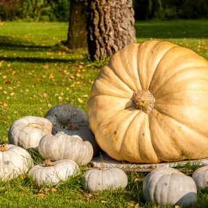 Great Pumpkin, Autumn Squash, Buttercup Squash, Hubbard Squash, Marrow, Pumpkin, Squash, Turban Gourd, Winter Squash