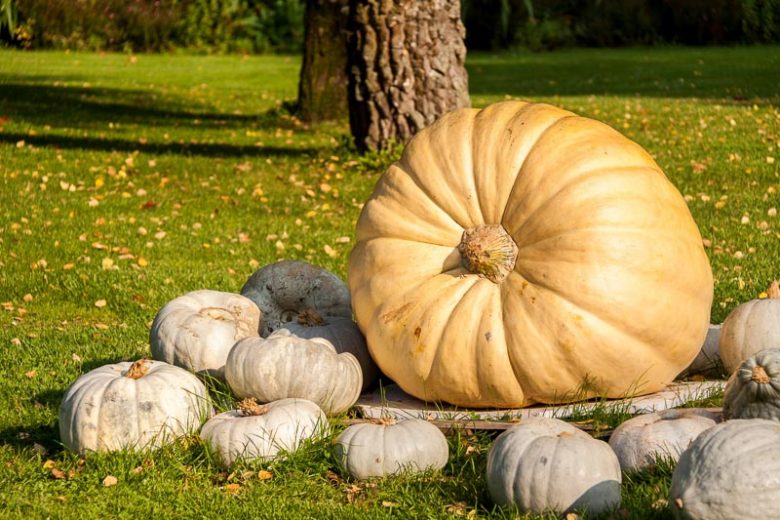 Great Pumpkin, Autumn Squash, Buttercup Squash, Hubbard Squash, Marrow, Pumpkin, Squash, Turban Gourd, Winter Squash