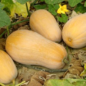 Butternut Squash, Calabasa, Calabaza, Canada Pumpkin, Crookneck Squash, Cushaw, Japanese Pie Pumpkin, Musk Melon, Pumpkin, Quaker Pie Pumpkin, Squash, Sweet Potato Pumpkin, Winter Crookneck Squash