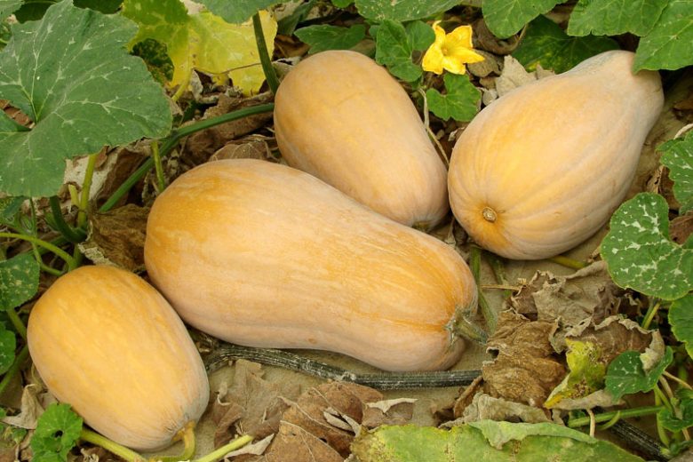 Butternut Squash, Calabasa, Calabaza, Canada Pumpkin, Crookneck Squash, Cushaw, Japanese Pie Pumpkin, Musk Melon, Pumpkin, Quaker Pie Pumpkin, Squash, Sweet Potato Pumpkin, Winter Crookneck Squash