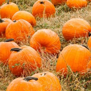 Pumpkin, Winter Squash, Cucurbita pepo var. pepo