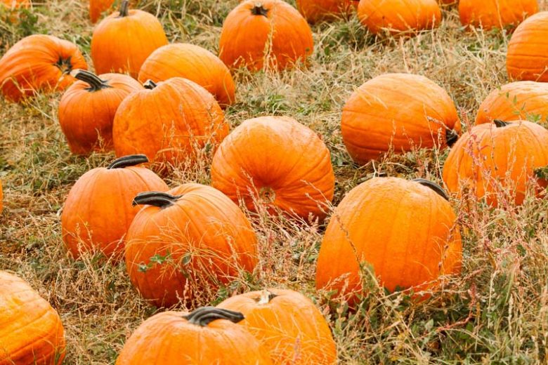Pumpkin, Winter Squash, Cucurbita pepo var. pepo