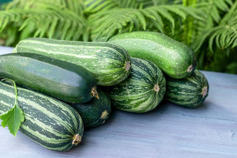 Cucurbita pepo, Zucchini, Courgette, Baby Marrow, Summer Squash