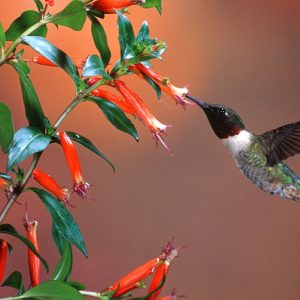 Cuphea ignea, Cigar Flower, Cigar Plant, Firecracker Plant, Mexican Cigar Flower, Red-White-And-Blue Flower, Vegetable Firecracker, Red Cuphea, Red Flowers, Orange Cuphea, Orange Flowers
