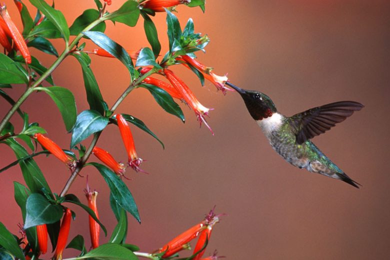 Cuphea ignea, Cigar Flower, Cigar Plant, Firecracker Plant, Mexican Cigar Flower, Red-White-And-Blue Flower, Vegetable Firecracker, Red Cuphea, Red Flowers, Orange Cuphea, Orange Flowers
