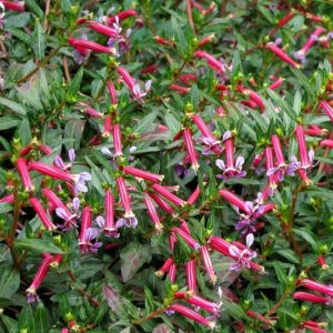 Cuphea 'Starfire Pink', Cigar Plant,  Starfire Pink Cuphea, Pink Firecracker, Pink Flowers