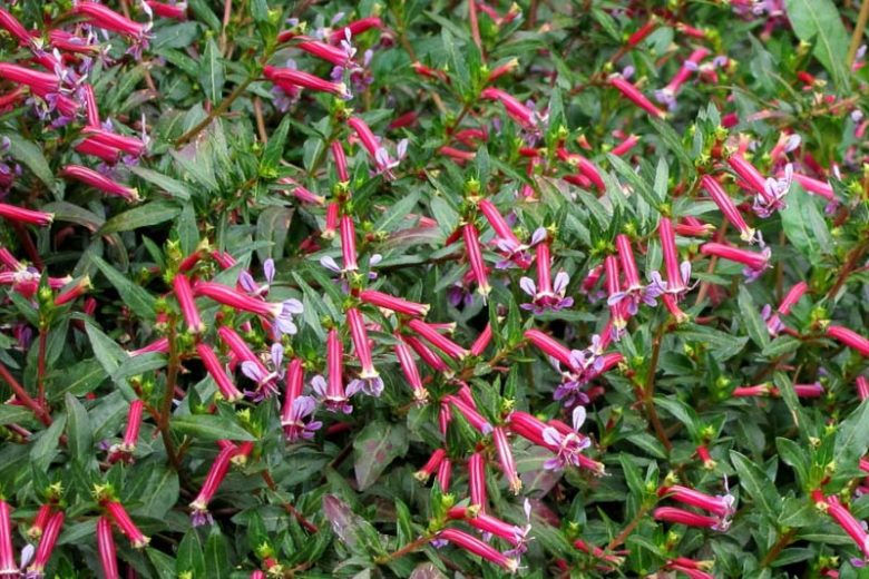 Cuphea 'Starfire Pink', Cigar Plant,  Starfire Pink Cuphea, Pink Firecracker, Pink Flowers
