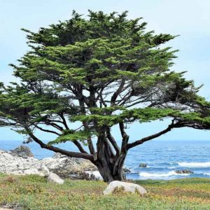 Cupressus macrocarpa, Monterey Cypress, California Cypress, Evergreen Tree, Evergreen Conifer