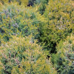 Cupressus macrocarpa 'Goldcrest', Monterey Cypress Goldcrest, California Cypress Goldcrest, Evergreen Tree, Evergreen Conifer, Golden Conifer