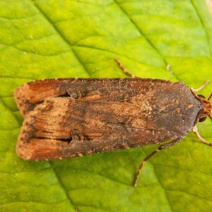 Cutworm, Cutworms, Agrotis ipsilon, Peridroma saucia