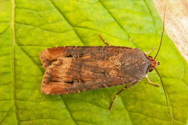 Cutworm, Cutworms, Agrotis ipsilon, Peridroma saucia