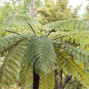 Cyathea cooperi, Australian Tree Fern, Cooper's Tree Fern, Lacy Tree Fern, Scaly Tree Fern, Alsophila cooperi, Drought tolerant tree