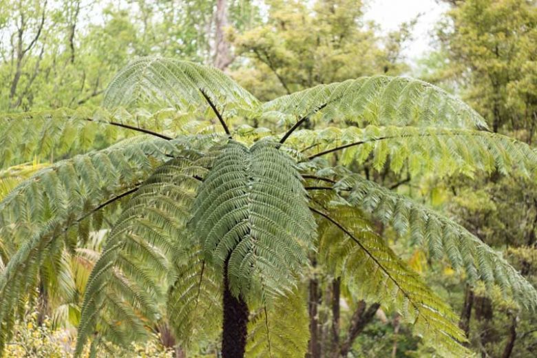 Cyathea cooperi, Australian Tree Fern, Cooper's Tree Fern, Lacy Tree Fern, Scaly Tree Fern, Alsophila cooperi, Drought tolerant tree
