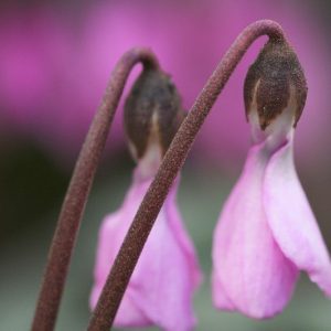 Cyclamen Cilicium, Cilician Cyclamen, Hardy Cyclamen, Turkish Hardy Cyclamen, Sowbread, Persian Violet, Hardy Cyclamen, Fall flowering bulb, Pink flowering bulb, White flowering bulb