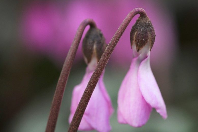 Cyclamen Cilicium, Cilician Cyclamen, Hardy Cyclamen, Turkish Hardy Cyclamen, Sowbread, Persian Violet, Hardy Cyclamen, Fall flowering bulb, Pink flowering bulb, White flowering bulb