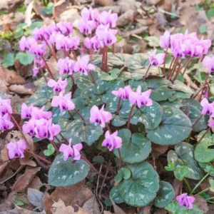 Cyclamen Coum, Persian Violet, Sowbread, Eastern Cyclamen, Round-Leaved Cyclamen, early flowering bulb, winter bulb, Pink flowering bulb, White flowering bulb