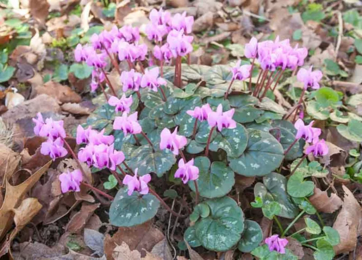 Cyclamen Coum, Persian Violet, Sowbread, Eastern Cyclamen, Round-Leaved Cyclamen, early flowering bulb, winter bulb, Pink flowering bulb, White flowering bulb