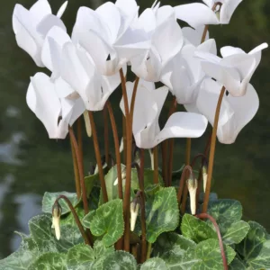 Cyclamen hederifolium var. hederifolium f. albiflorum, Ivy-Leaved Cyclamen, Neapolitan Cyclamen, Cyclamen hederifolium alba, Cyclamen hederifolium 'Album', Cyclamen hederifolium f. album, White Cyclamen