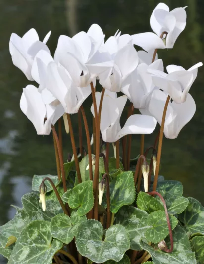 Cyclamen hederifolium var. hederifolium f. albiflorum, Ivy-Leaved Cyclamen, Neapolitan Cyclamen, Cyclamen hederifolium alba, Cyclamen hederifolium 'Album', Cyclamen hederifolium f. album, White Cyclamen