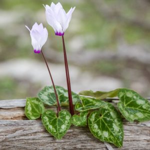 Cyclamen persicum, Persian Cyclamen, Cyclamen latifolium, Florists Cyclamen, Pink Cyclamen, White Cyclamen, Red Cyclamen, Purple Cyclamen