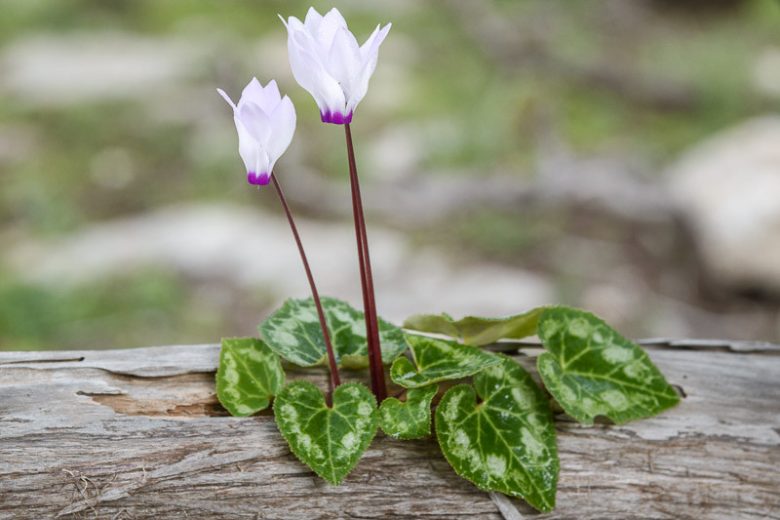 Cyclamen persicum, Persian Cyclamen, Cyclamen latifolium, Florists Cyclamen, Pink Cyclamen, White Cyclamen, Red Cyclamen, Purple Cyclamen