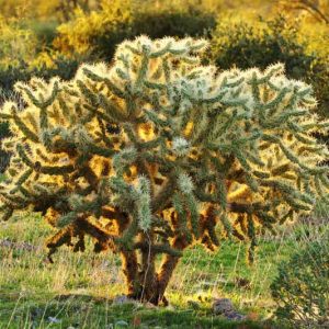 Cylindropuntia bigelovii, Teddybear Cholla, Golden Spined Jumping Cholla, Teddy-Bear Cactus, Oso de Peluche, Teddy-Bear Cholla, Opuntia bigelovii