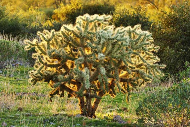 Cylindropuntia bigelovii, Teddybear Cholla, Golden Spined Jumping Cholla, Teddy-Bear Cactus, Oso de Peluche, Teddy-Bear Cholla, Opuntia bigelovii