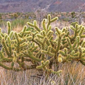 Cylindropuntia echinocarpa, Golden Cholla, Silver Cholla, Wiggins' Cholla, Opuntia echinocarpa, Opuntia wigginsii