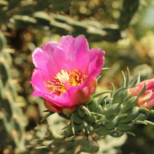 Cylindropuntia imbricata, Tree Cholla, Walking Stick Cholla, Cholla, Cane Cactus, Candelabrum Cactus, Cane Cholla, Coyote Candles, Opuntia imbricata