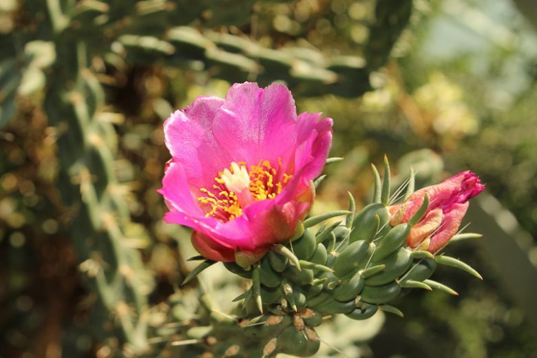 Cylindropuntia imbricata, Tree Cholla, Walking Stick Cholla, Cholla, Cane Cactus, Candelabrum Cactus, Cane Cholla, Coyote Candles, Opuntia imbricata