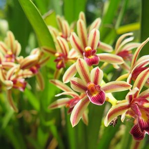 Cymbidium bicolor,Two-Colored Cymbidium, Kare karawn dam khaow, Katae taimai, Red Orchids, Fragrant Orchids, Easy Orchids, Easy to Grow Orchids