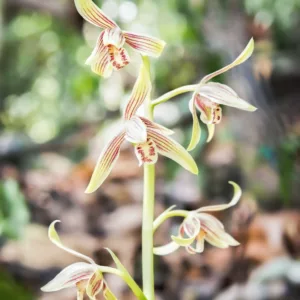 Cymbidium ensifolium, Golden-Thread Orchid, Spring Orchid, Burned-Apex Orchid, Rock Orchid, Sword-Leaf Cymbidium, Yellow Orchids, Fragrant Orchids, Easy Orchids, Easy to Grow Orchids