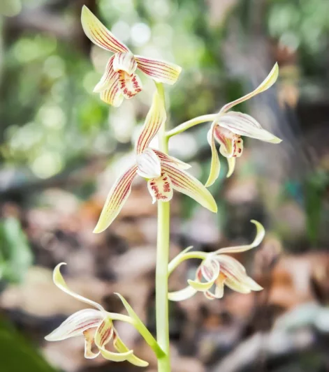 Cymbidium ensifolium, Golden-Thread Orchid, Spring Orchid, Burned-Apex Orchid, Rock Orchid, Sword-Leaf Cymbidium, Yellow Orchids, Fragrant Orchids, Easy Orchids, Easy to Grow Orchids