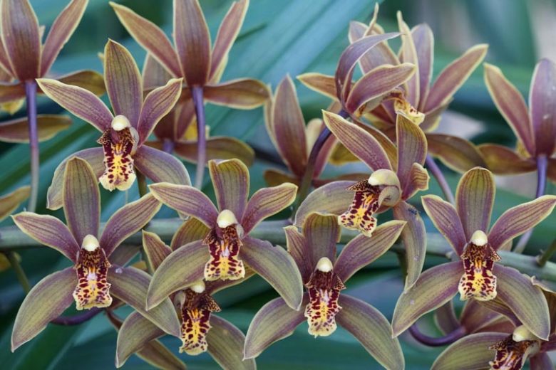 Cymbidium floribundum, Many Flowered Cymbidium, Small Cymbidium, Cymbidium chawalongense, Red Orchids, Easy Orchids, Easy to Grow Orchids