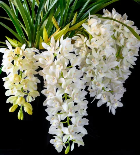 Cymbidium Sarah Jean gx 'Ice Cascade', Boat Orchid, Boat Orchid 'Ice Cascade', White Orchids, Easy Orchids, Easy to Grow Orchids