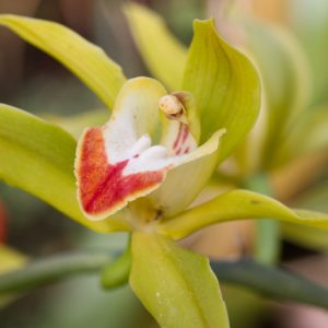Cymbidium lowianum, Low's Boat Orchid, Boat Orchid, Yellow Orchids, Fragrant Orchids, Easy Orchids, Easy to Grow Orchids