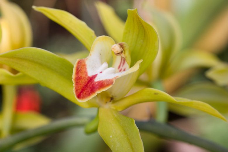 Cymbidium lowianum, Low's Boat Orchid, Boat Orchid, Yellow Orchids, Fragrant Orchids, Easy Orchids, Easy to Grow Orchids