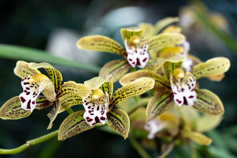 Cymbidium 'Magic Chocolate, Boat Orchid, Boat Orchid 'Magic Chocolate', Yellow Orchids, Easy Orchids, Easy to Grow Orchids