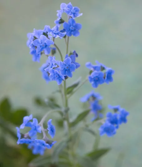 Cynoglossum amabile, Chinese Forget-Me-Not, Blue Flowers, Purple Flowers, Spring Perennial
