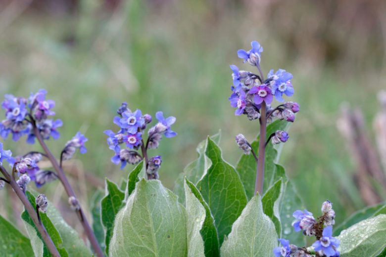 Cynoglossum grande, Western Hound's Tongue, Pacific Hound's Tongue, Blue Flowers, Purple Flowers, Spring Perennial
